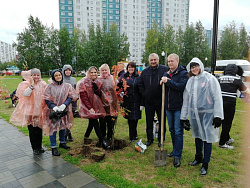 Посадка деревьев прошла успешно